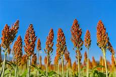 Cereals Production
